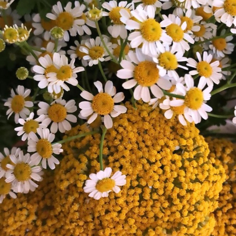 Meet your Posher, Krista